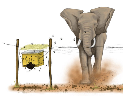 Beehives as Deterrent - Elephant Conflict in Kerala - Human-Wildlife Conflict | UPSC