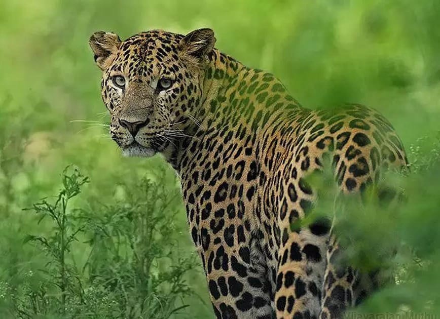 Assam | Leopard | Palamau Tiger Reserve
