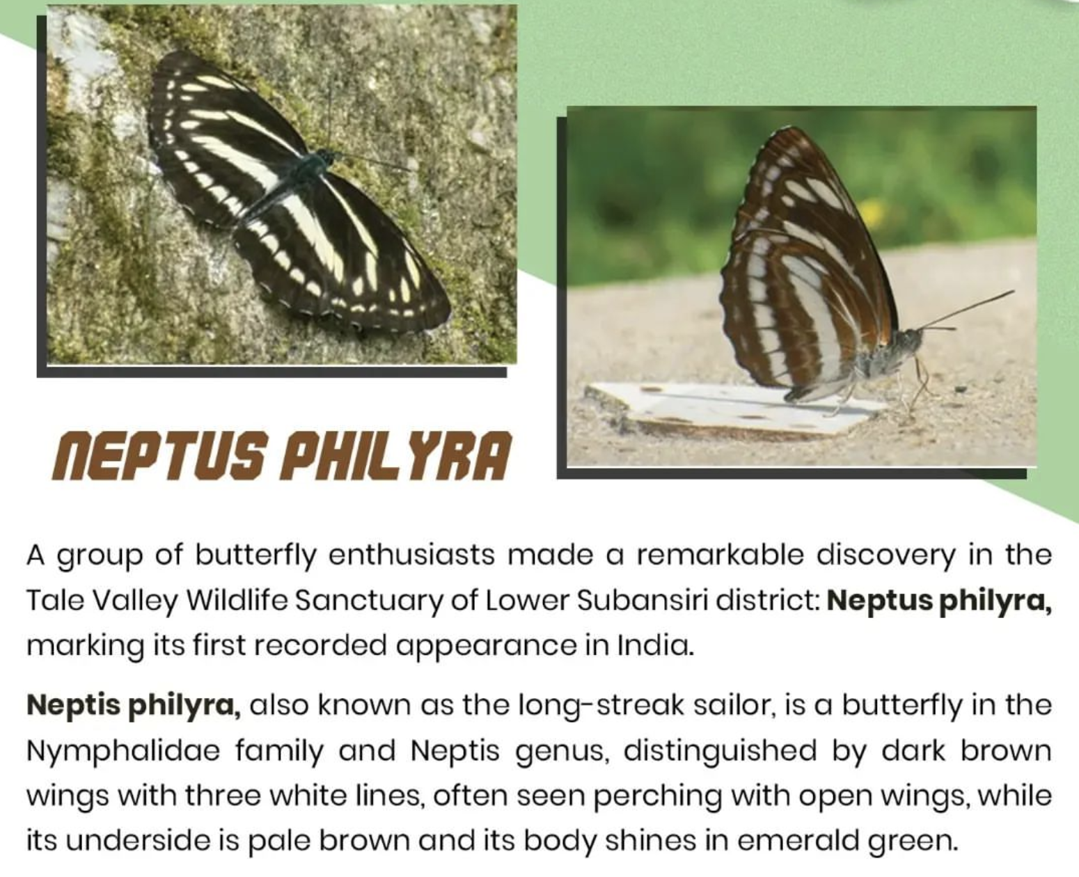 Neptis Philyra | Butterfly species discovered in India in Tale Valley Wildlife Sanctuary | UPSC