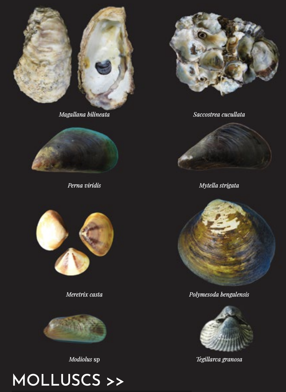 Kadalundi Vallikunnu Community Reserve | UPSC | Molluscs