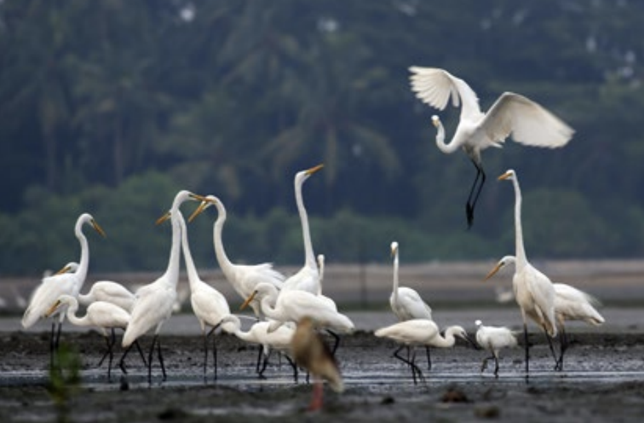 Egrets | Kadalundi Estuary