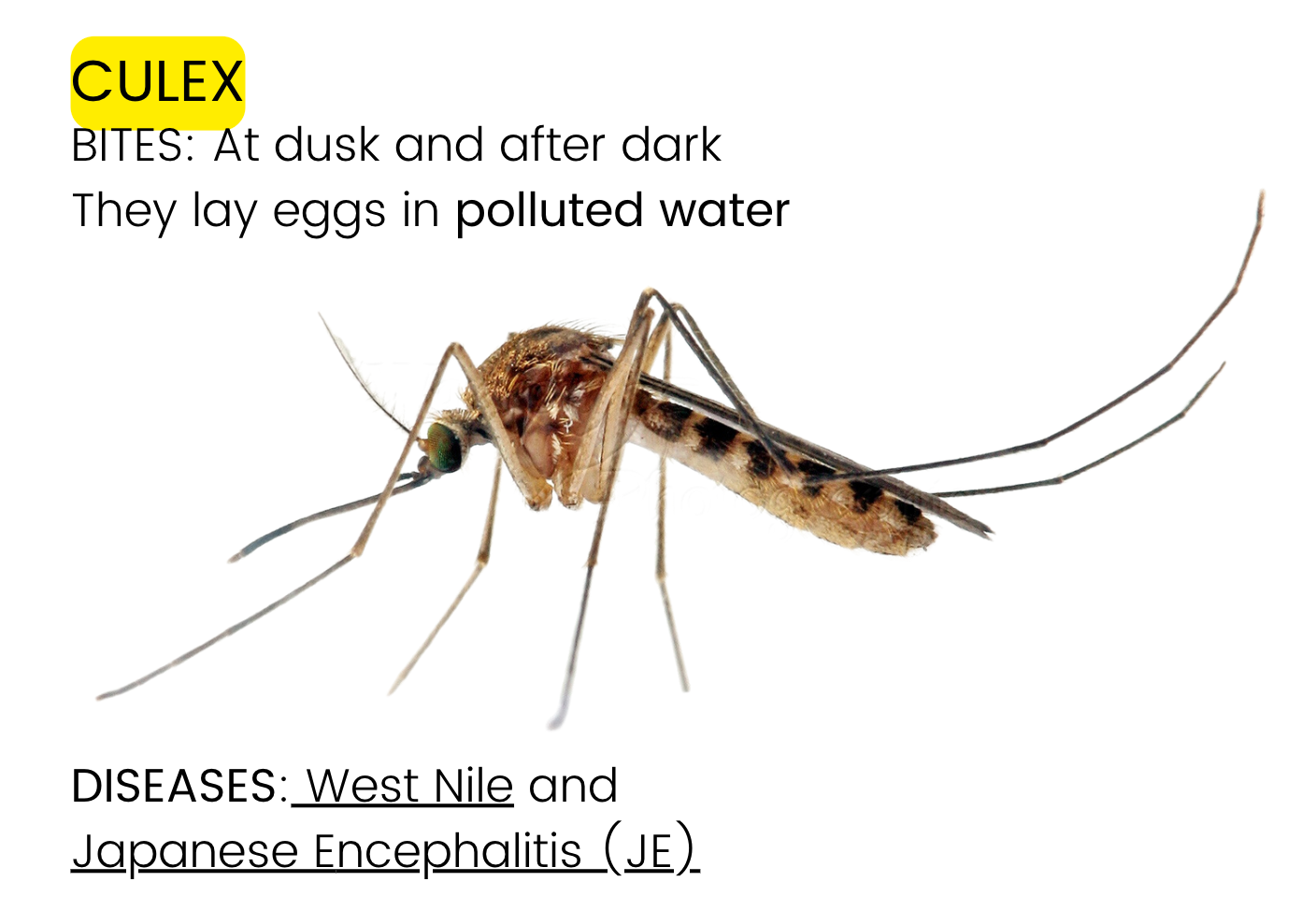 Culex Mosquitoes | Spread West Nile Virus and Japanese Encephalitis (JE) | UPSC