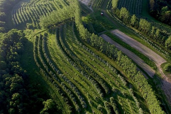 Greening India's Wastelands with Agroforestry (GROW)