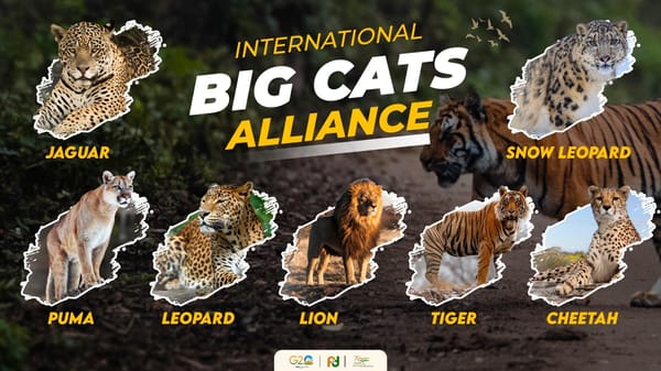 International Big Cat Alliance (IBCA)